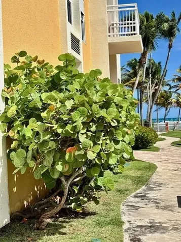 001 Punta Bandera Beach Luquillo PR 00773