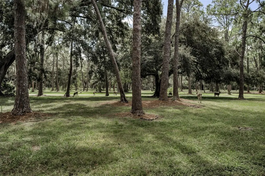 3164 Brooker Creek Way Palm Harbor FL 34685