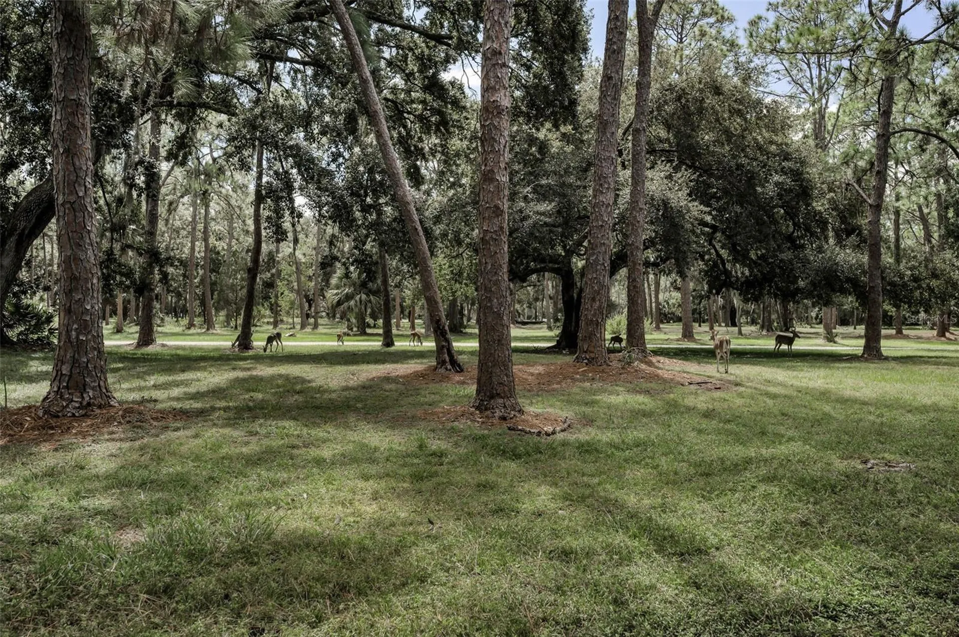 3164 Brooker Creek Way Palm Harbor FL 34685