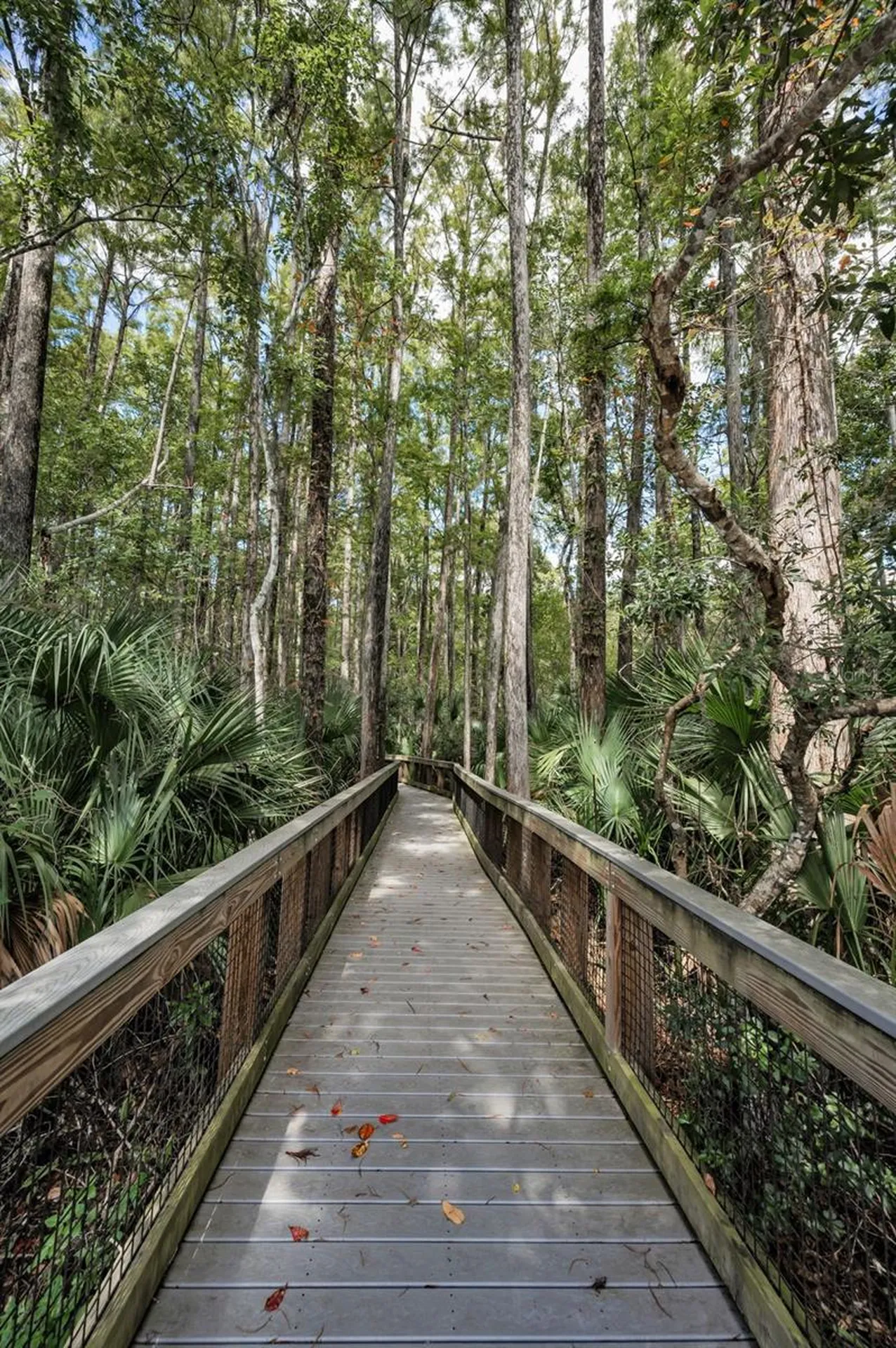 3164 Brooker Creek Way Palm Harbor FL 34685