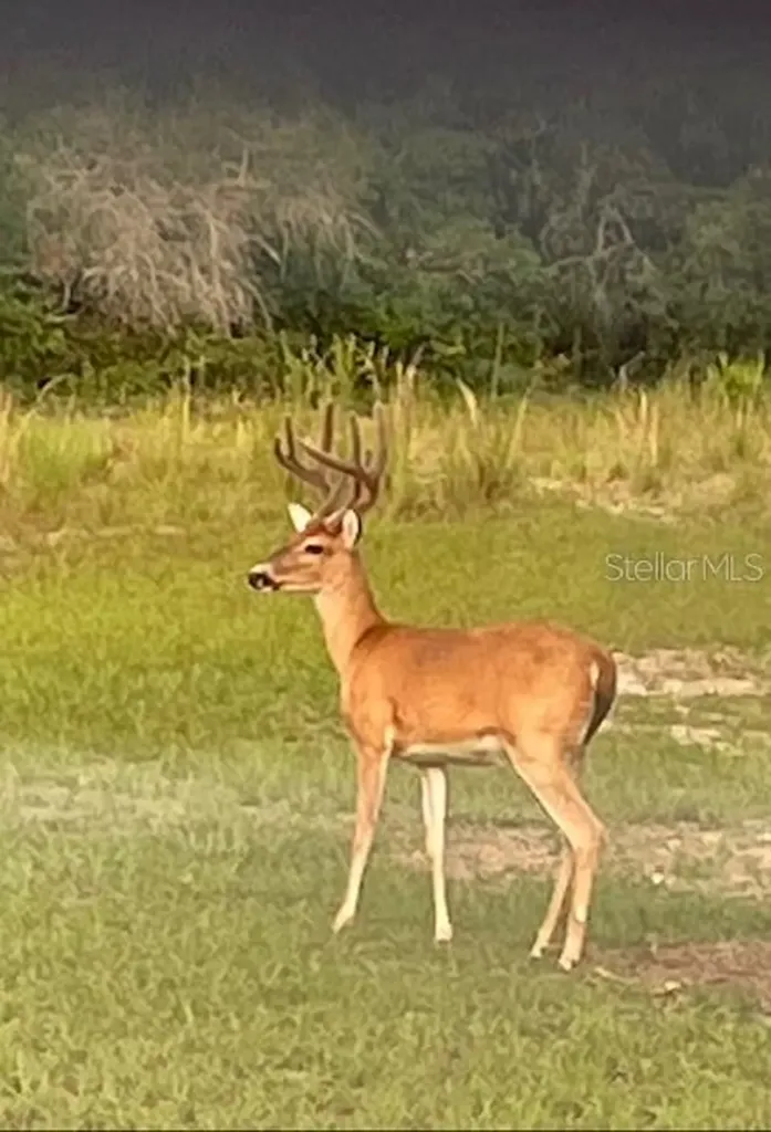 14020 SE 106th Street Ocklawaha FL 32179