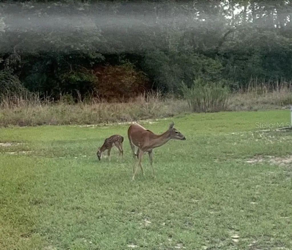 14020 SE 106th Street Ocklawaha FL 32179