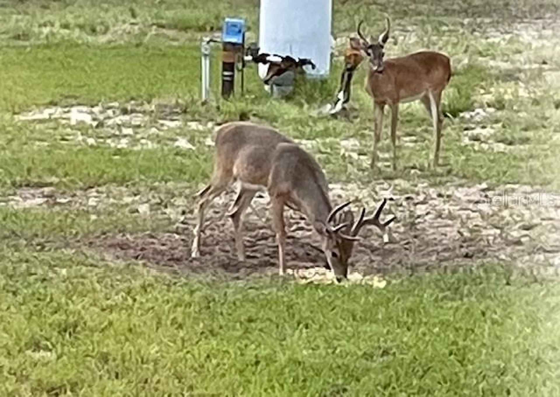 14020 SE 106th Street Ocklawaha FL 32179
