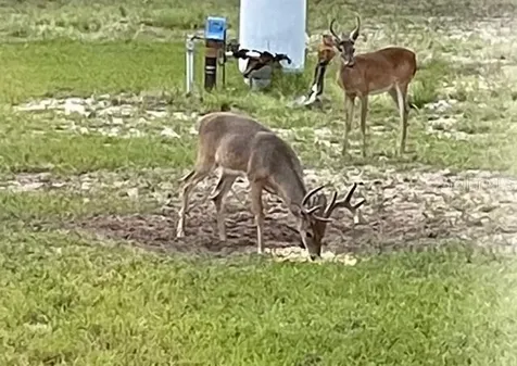 14020 SE 106th Street Ocklawaha FL 32179