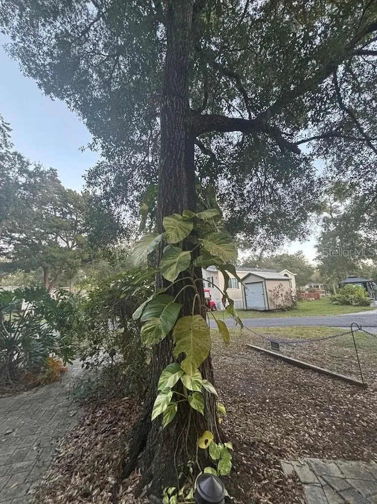 25203 NE 141st Lane Salt Springs FL 32134