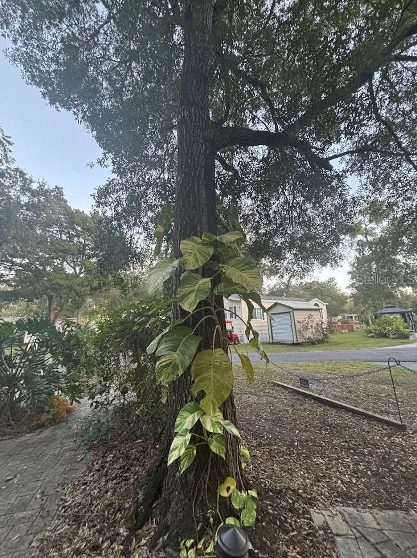 25203 NE 141st Lane Salt Springs FL 32134