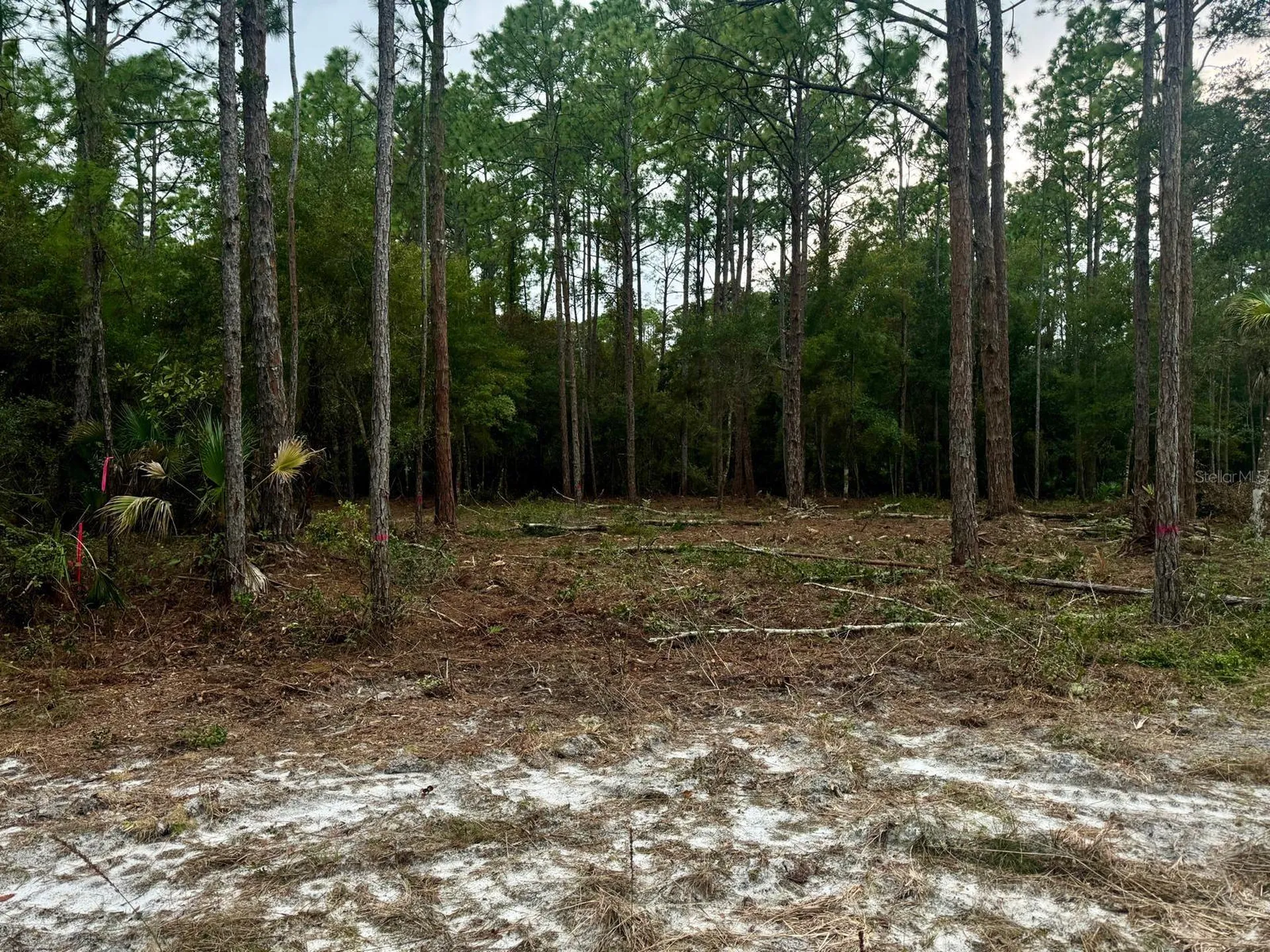 127 Longtree Street Georgetown FL 32139