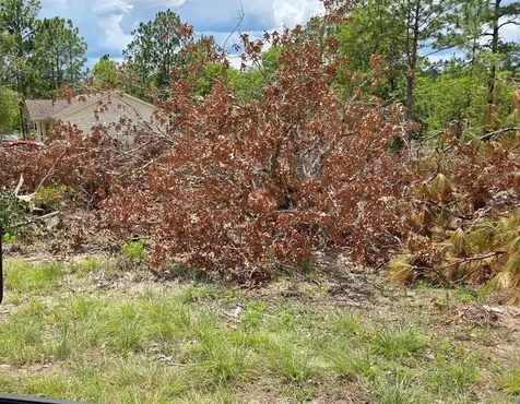Tbd NE 14th Place Williston FL 32696