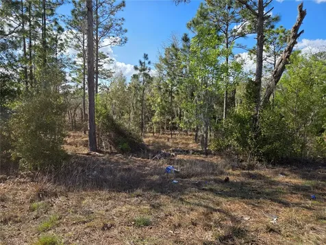 Tbd NE 14th Place Williston FL 32696
