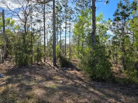 Tbd NE 14th Place Williston FL 32696