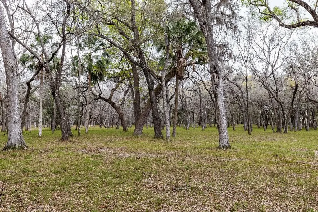Forest 02 Road Umatilla FL 32784