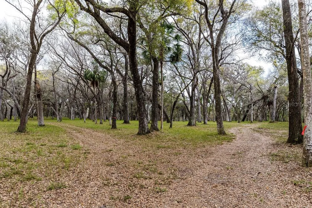 Forest 02 Road Umatilla FL 32784