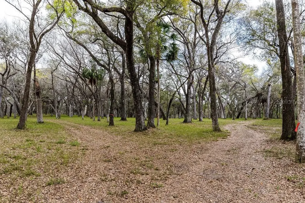 Forest 02 Road Umatilla FL 32784