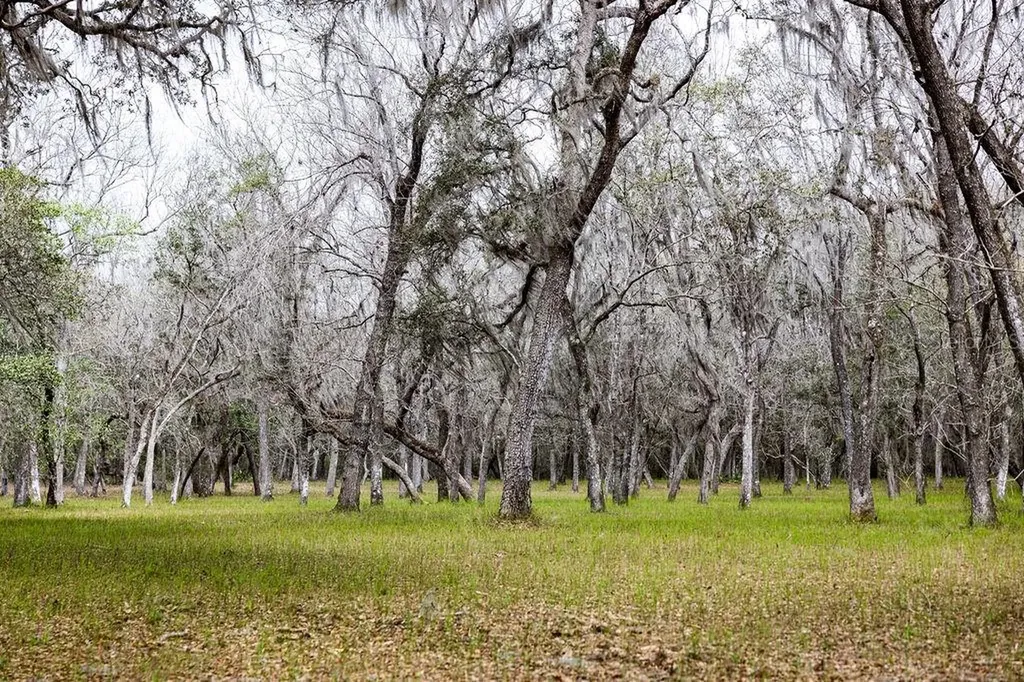 Forest 02 Road Umatilla FL 32784