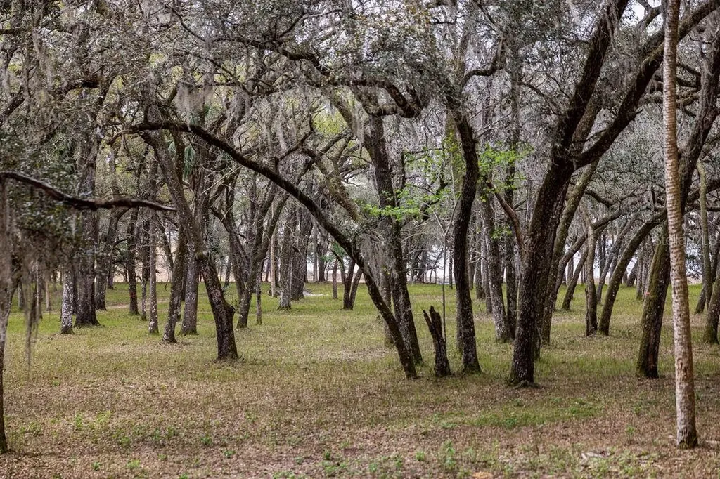 Forest 02 Road Umatilla FL 32784