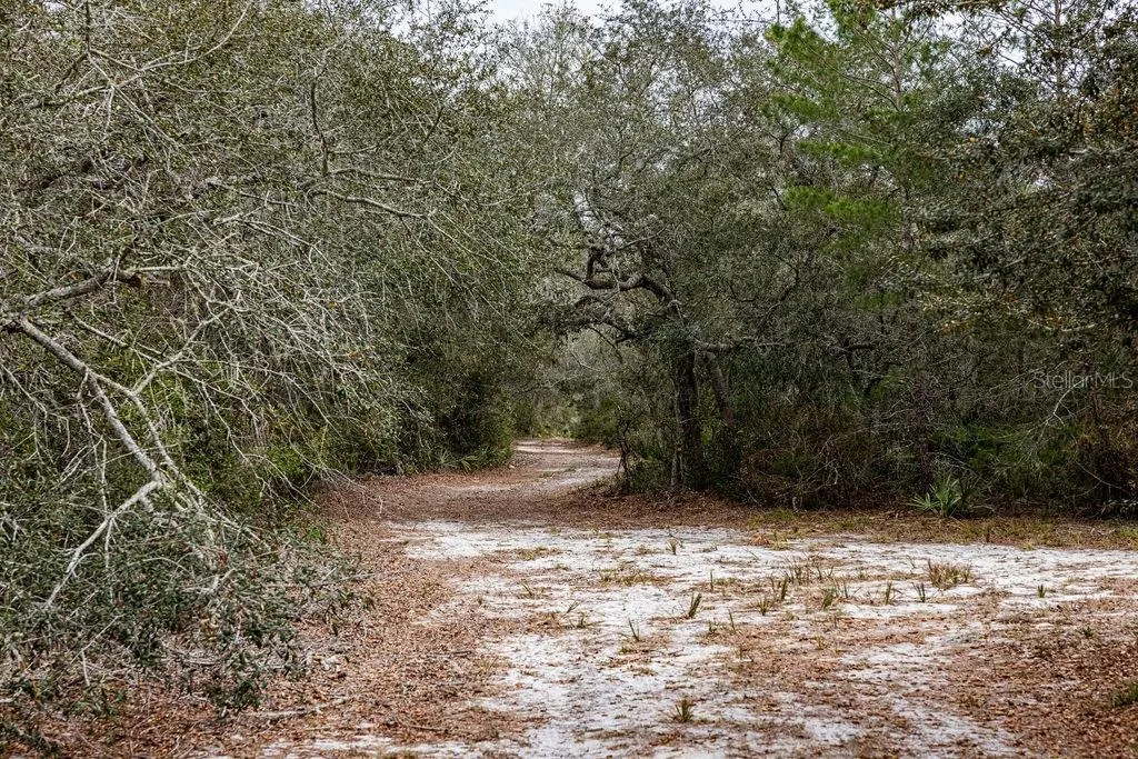 Forest 02 Road Umatilla FL 32784