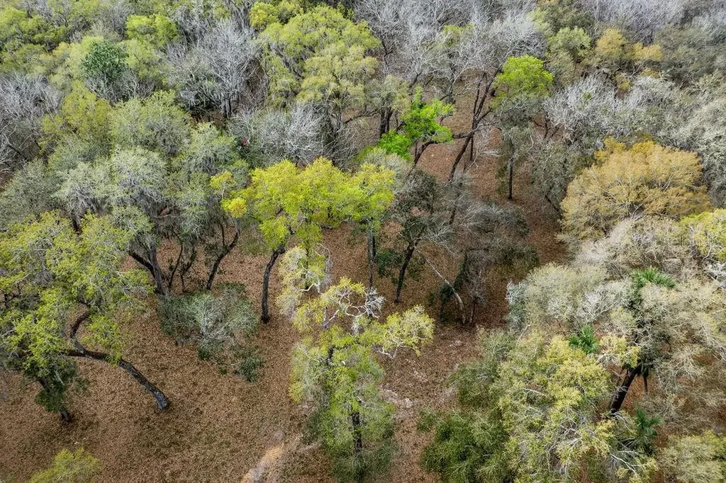 Forest 02 Road Umatilla FL 32784