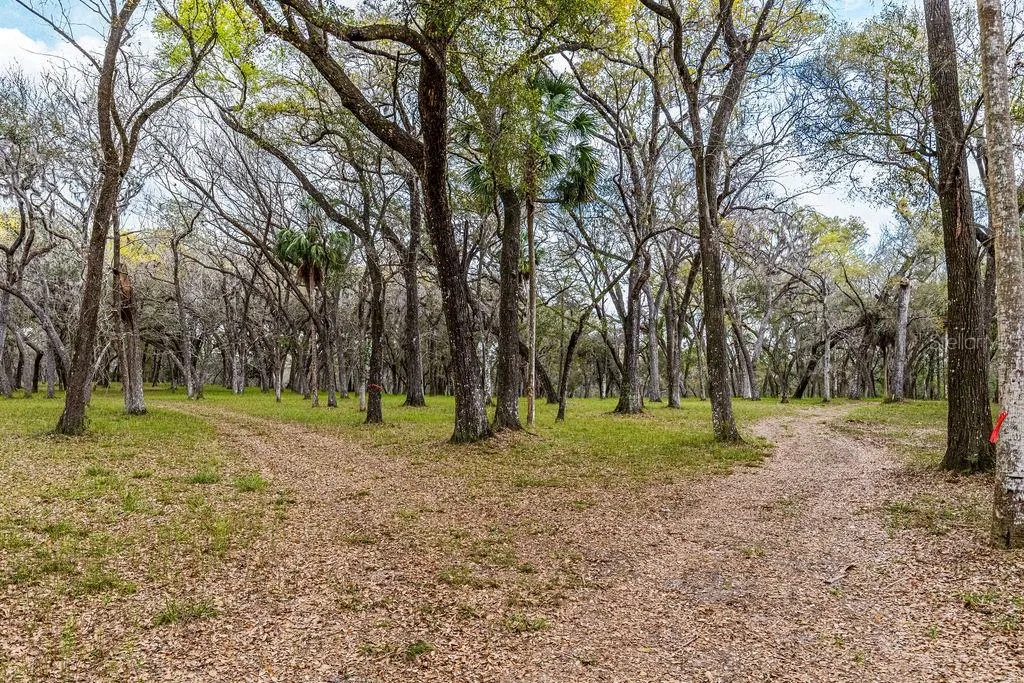 Forest 02 Road Umatilla FL 32784