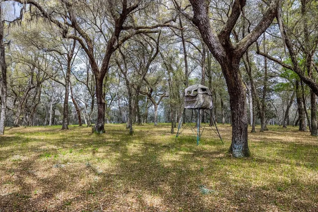 Forest 02 Road Umatilla FL 32784