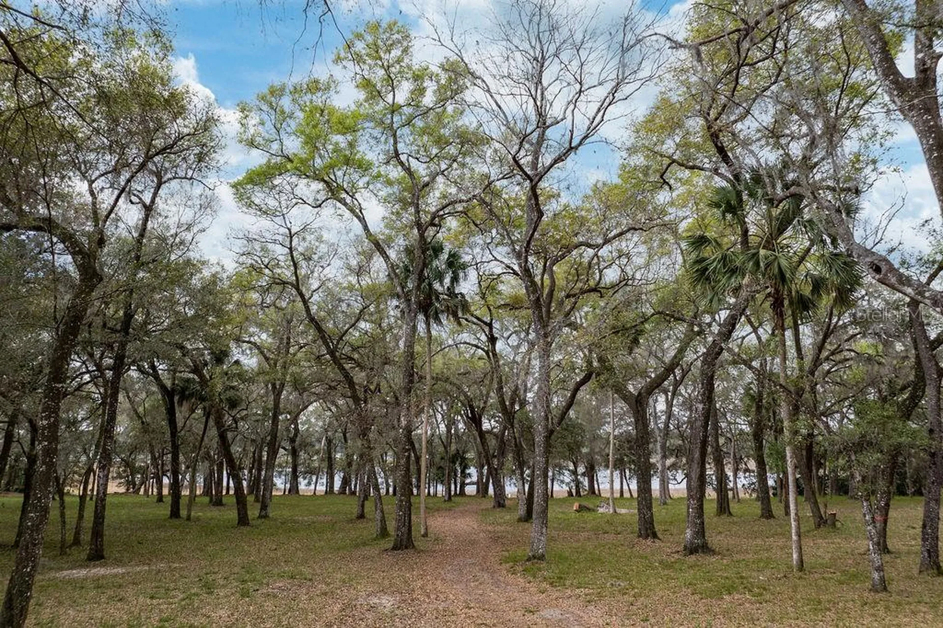 Forest 02 Road Umatilla FL 32784