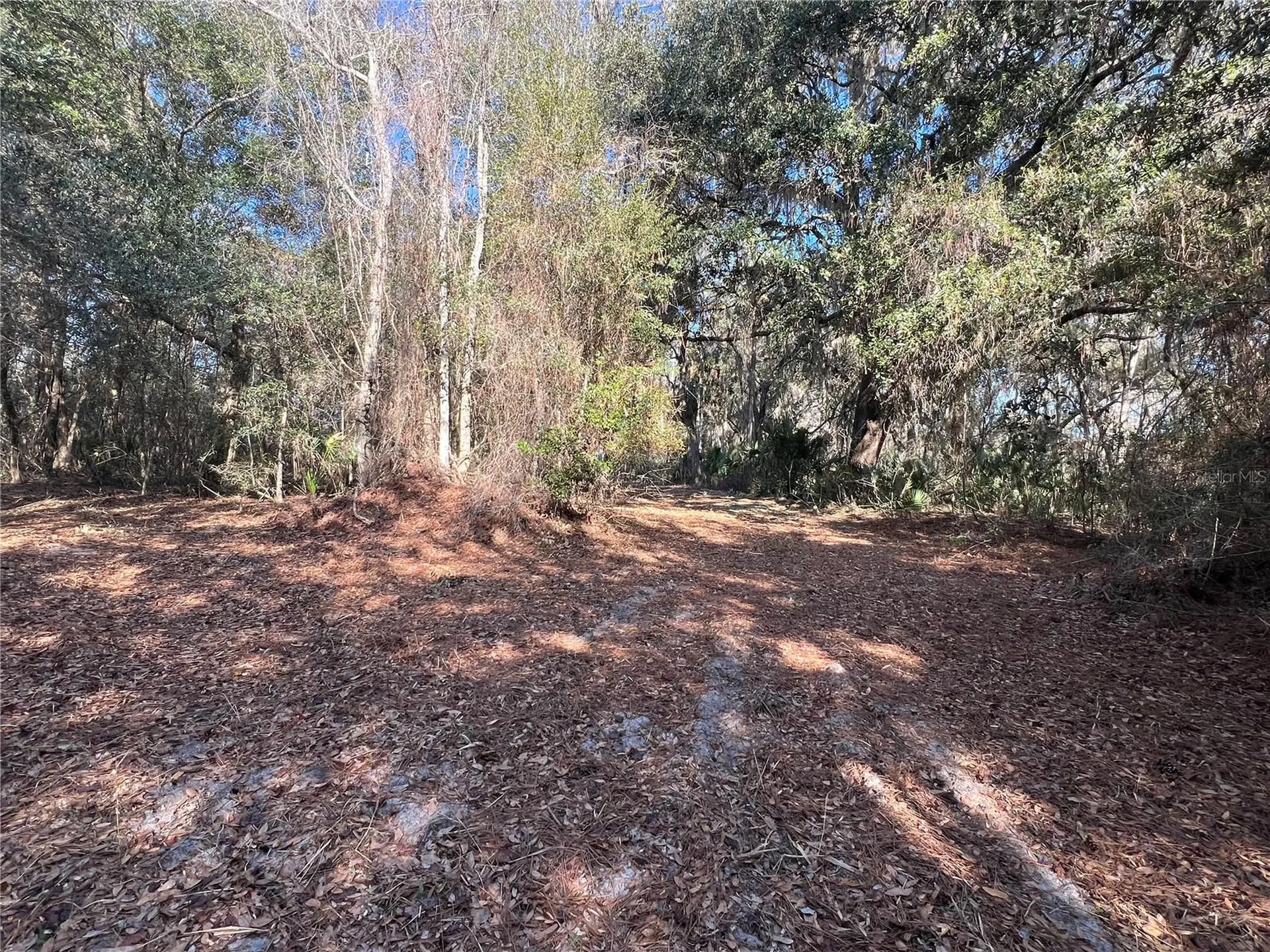 Forest 02 Road Umatilla FL 32784