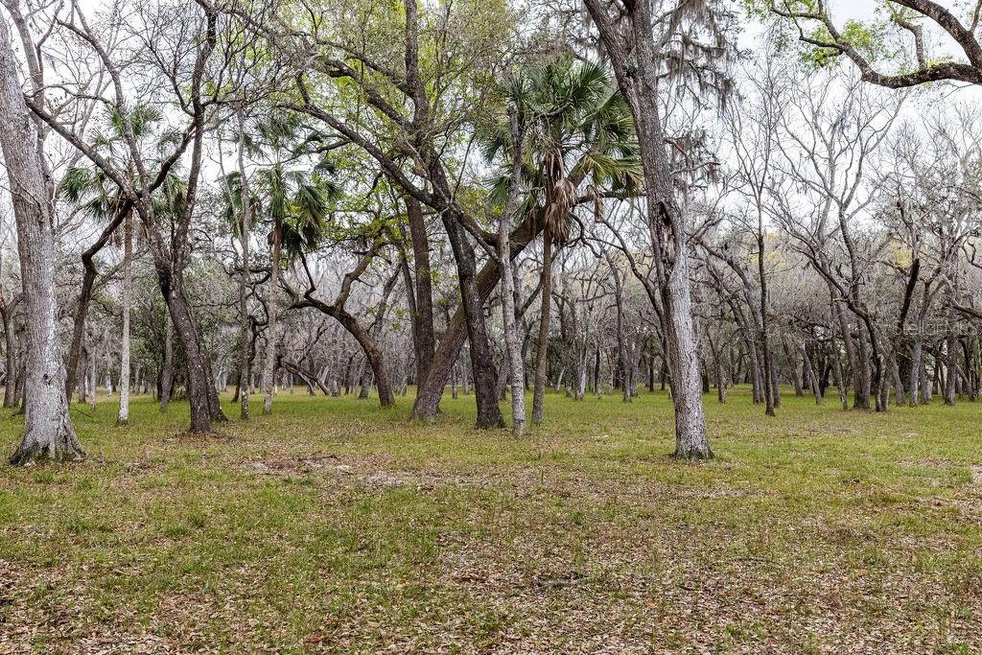 Forest 02 Road Umatilla FL 32784