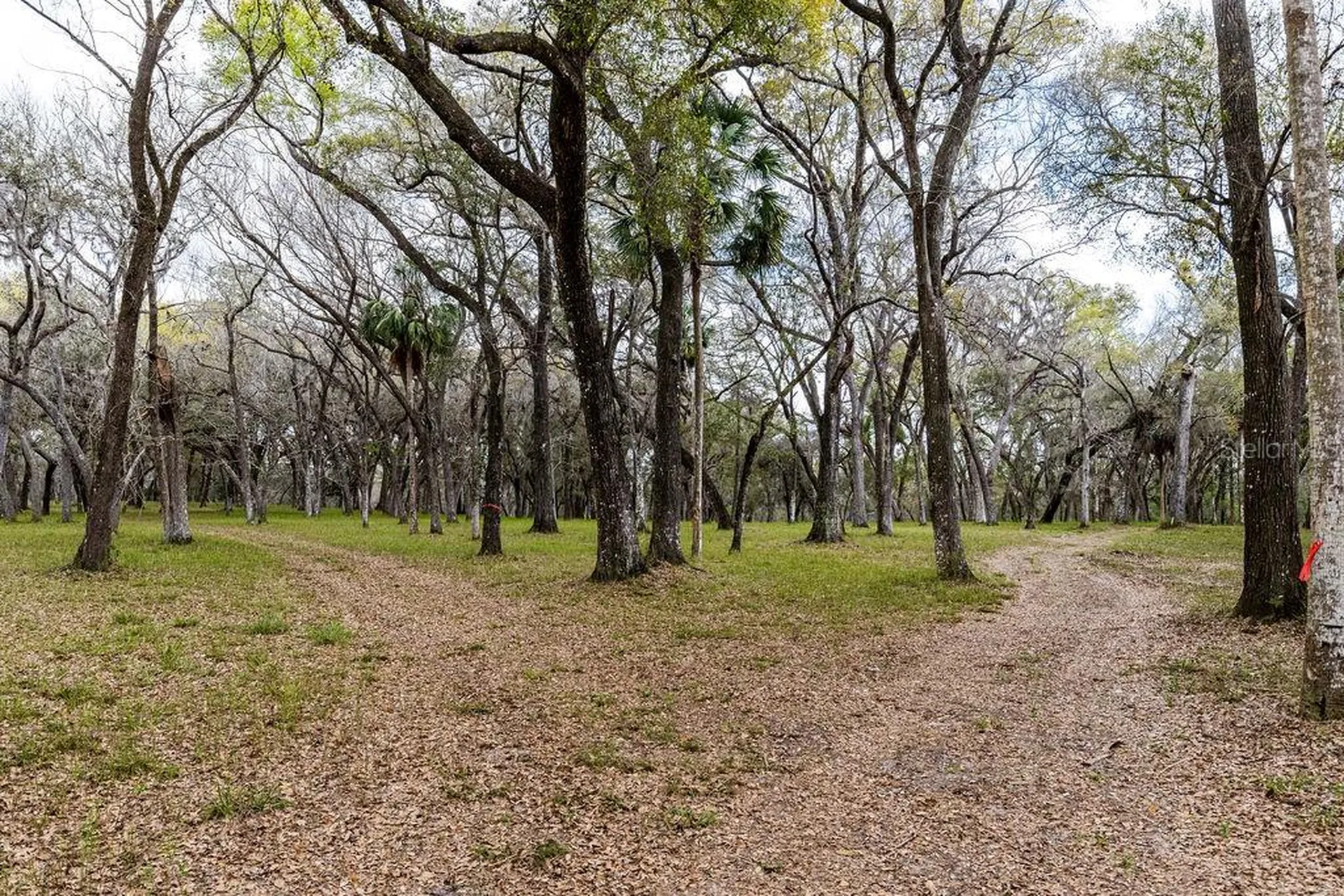 Forest 02 Road Umatilla FL 32784