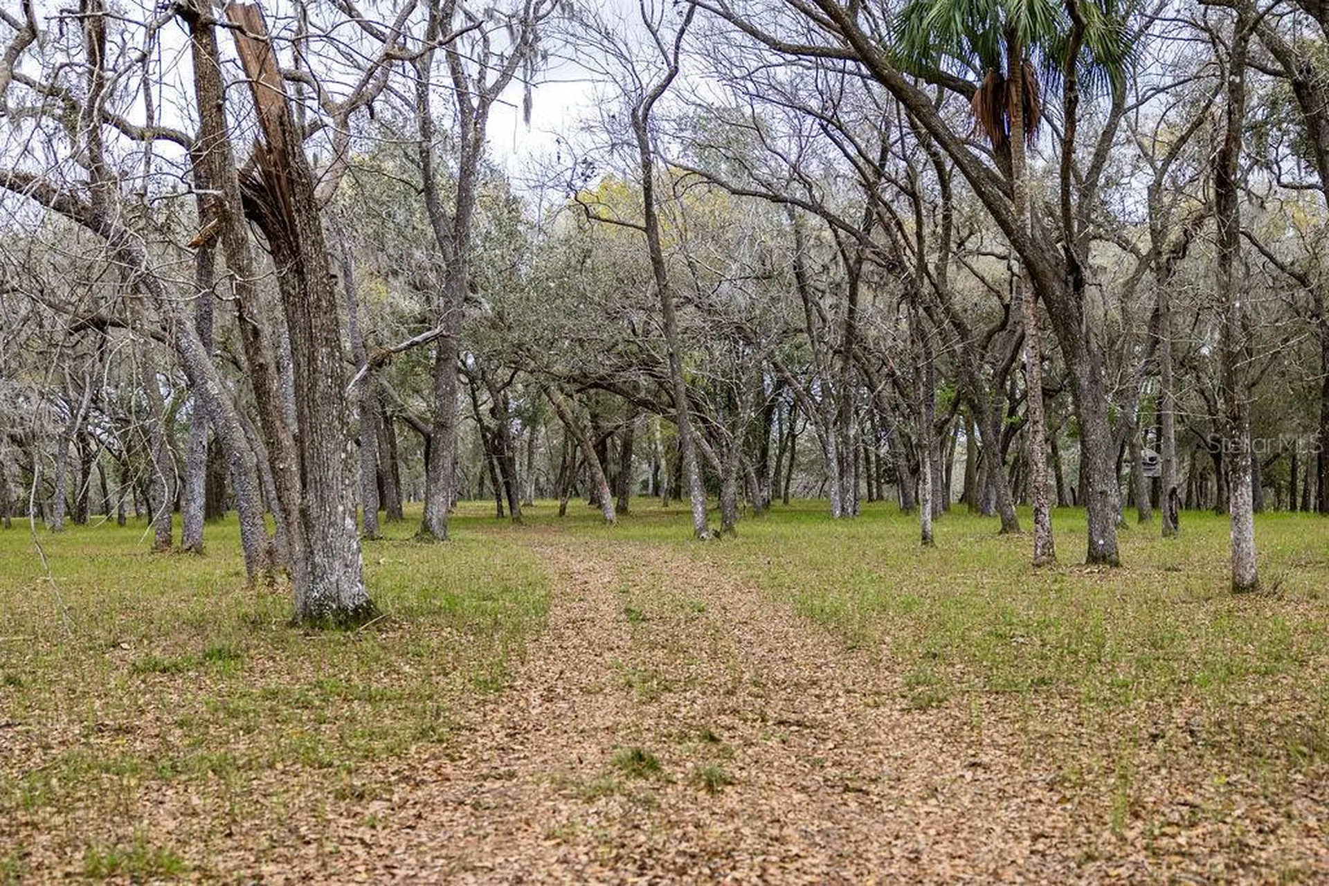 Forest 02 Road Umatilla FL 32784