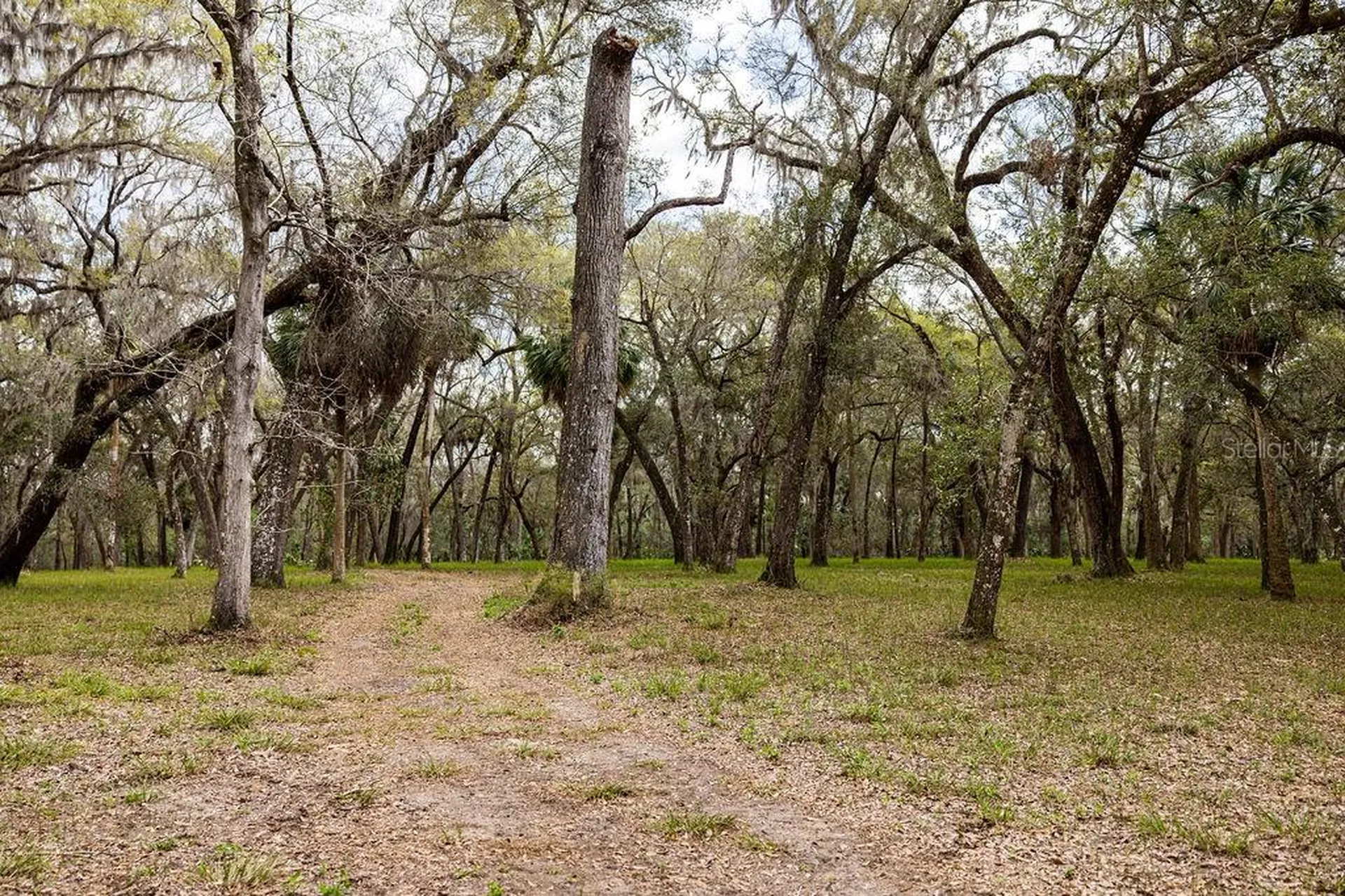 Forest 02 Road Umatilla FL 32784