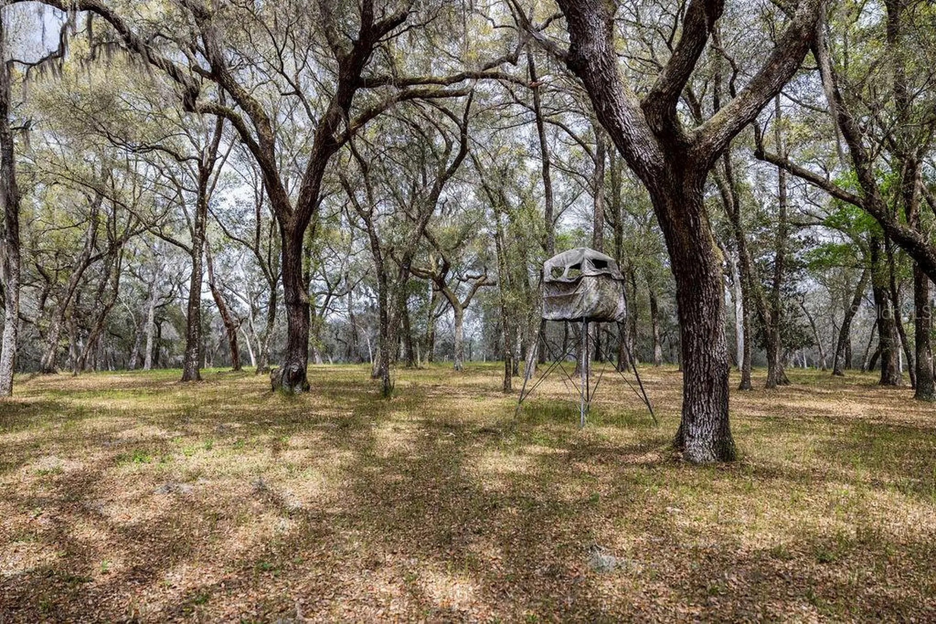 Forest 02 Road Umatilla FL 32784