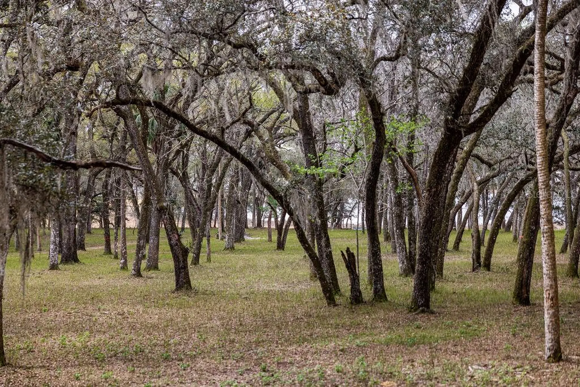 Forest 02 Road Umatilla FL 32784