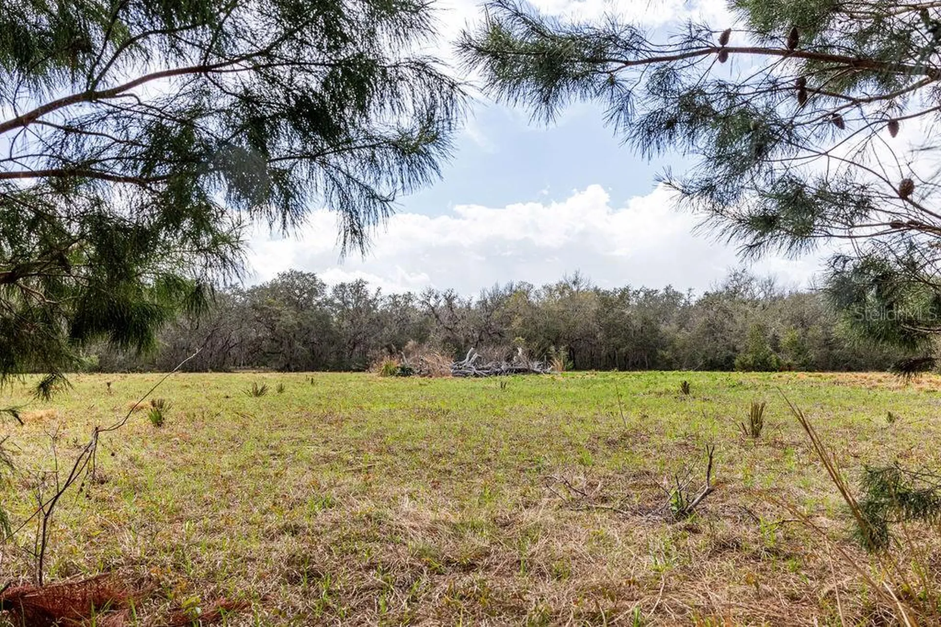 Forest 02 Road Umatilla FL 32784