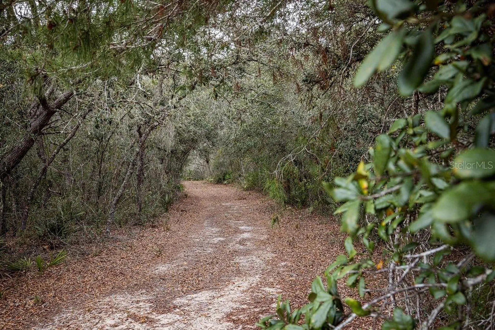 Forest 02 Road Umatilla FL 32784