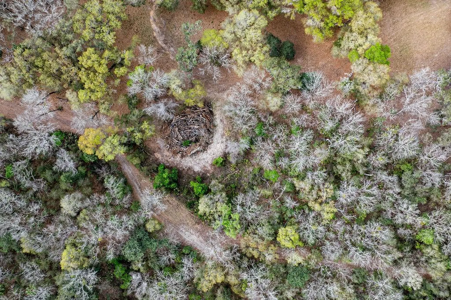 Forest 02 Road Umatilla FL 32784