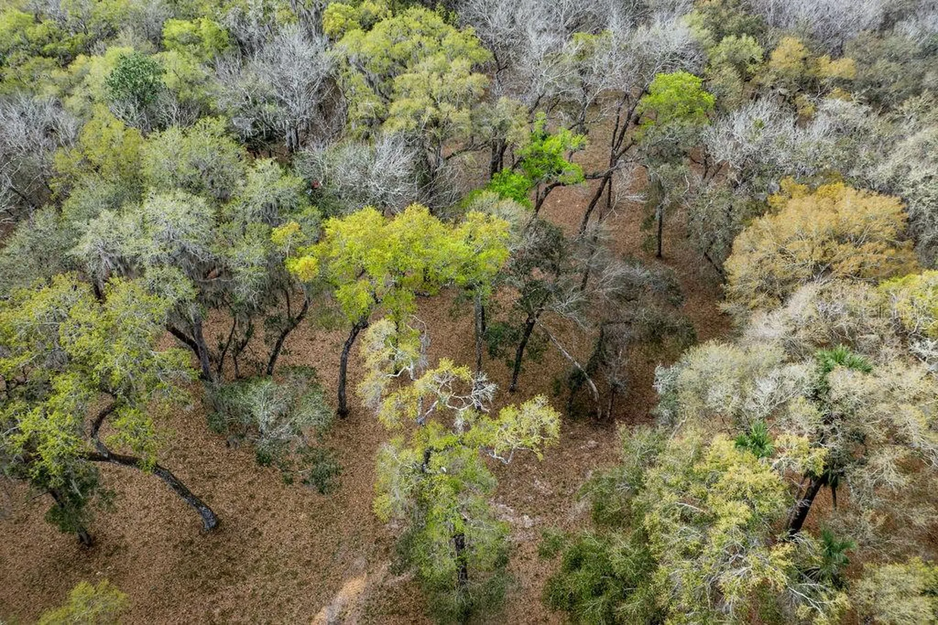 Forest 02 Road Umatilla FL 32784
