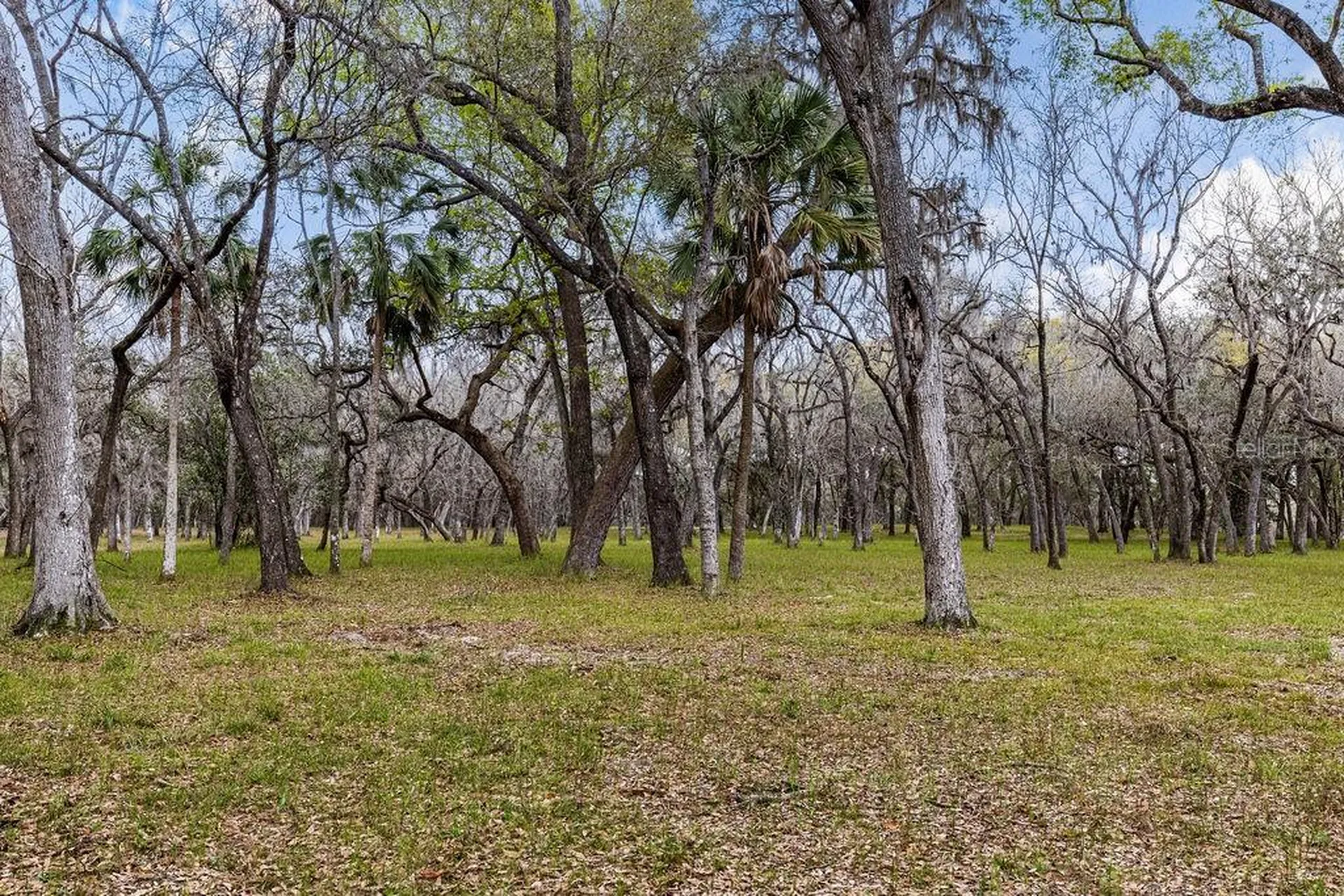 Forest 02 Road Umatilla FL 32784