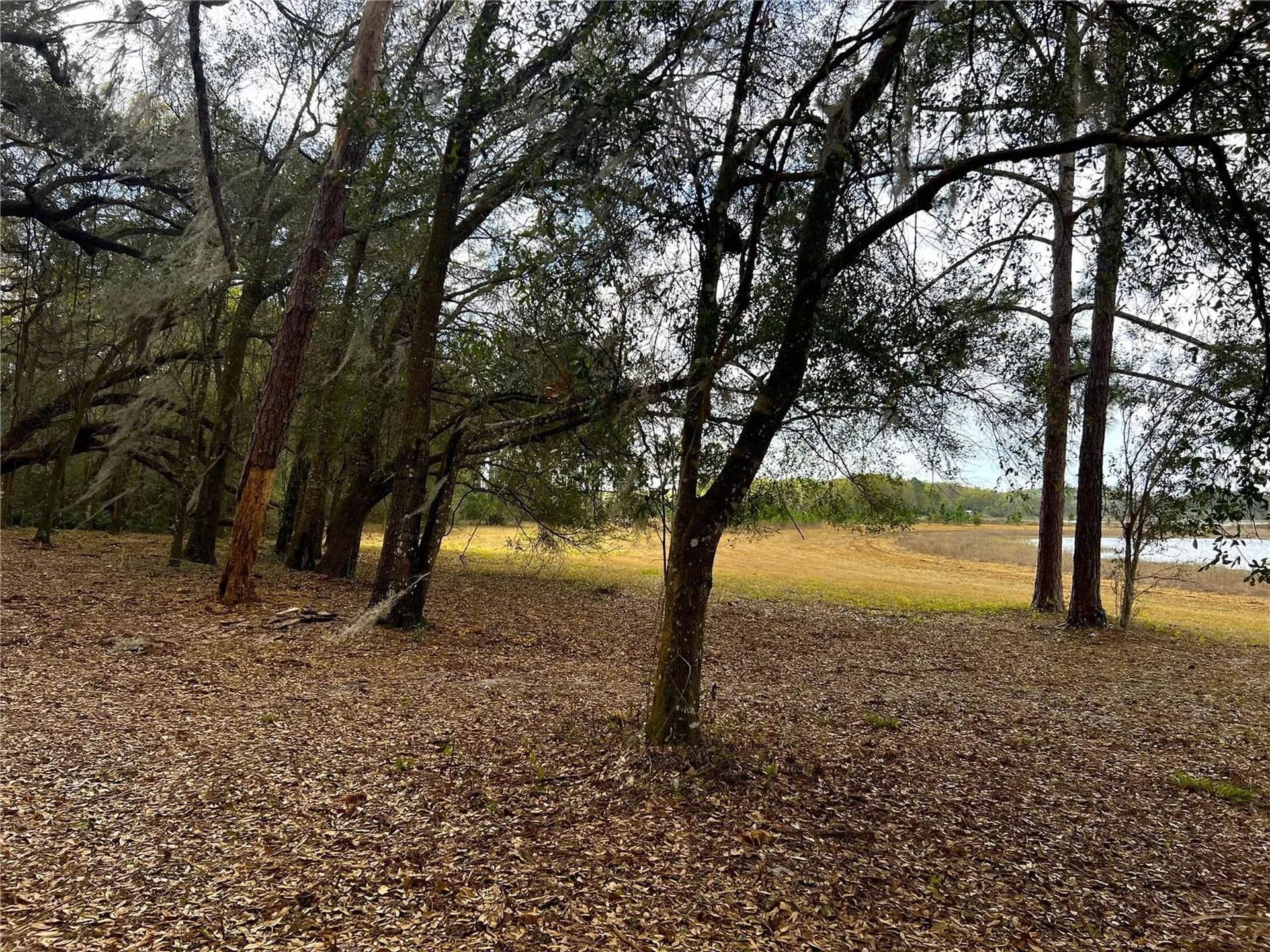 Forest 02 Road Umatilla FL 32784