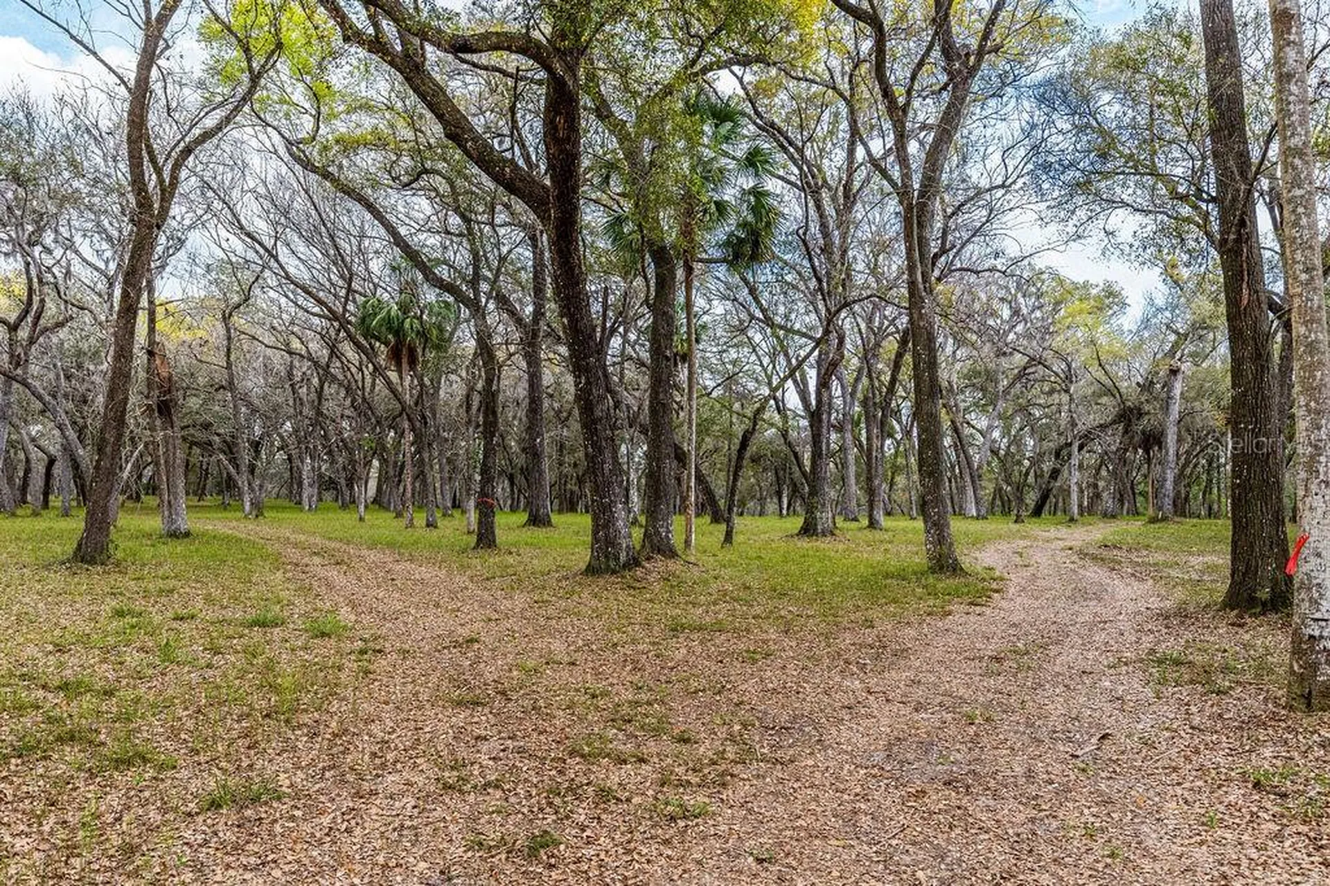 Forest 02 Road Umatilla FL 32784