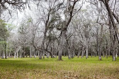 Forest 02 Road Umatilla FL 32784