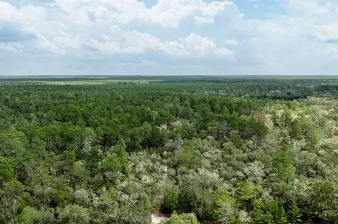 Forest 02 Road Umatilla FL 32784