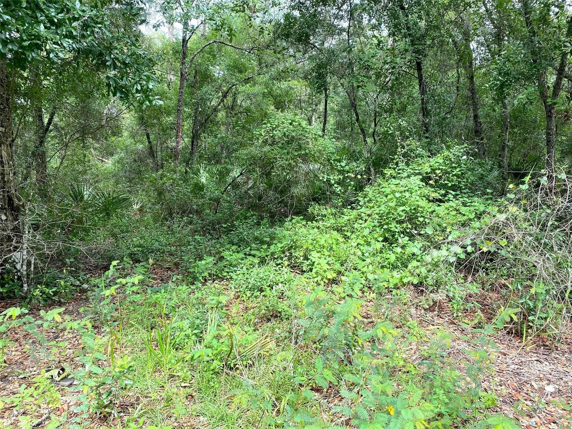 SE 193rd Avenue Ocklawaha FL 32179