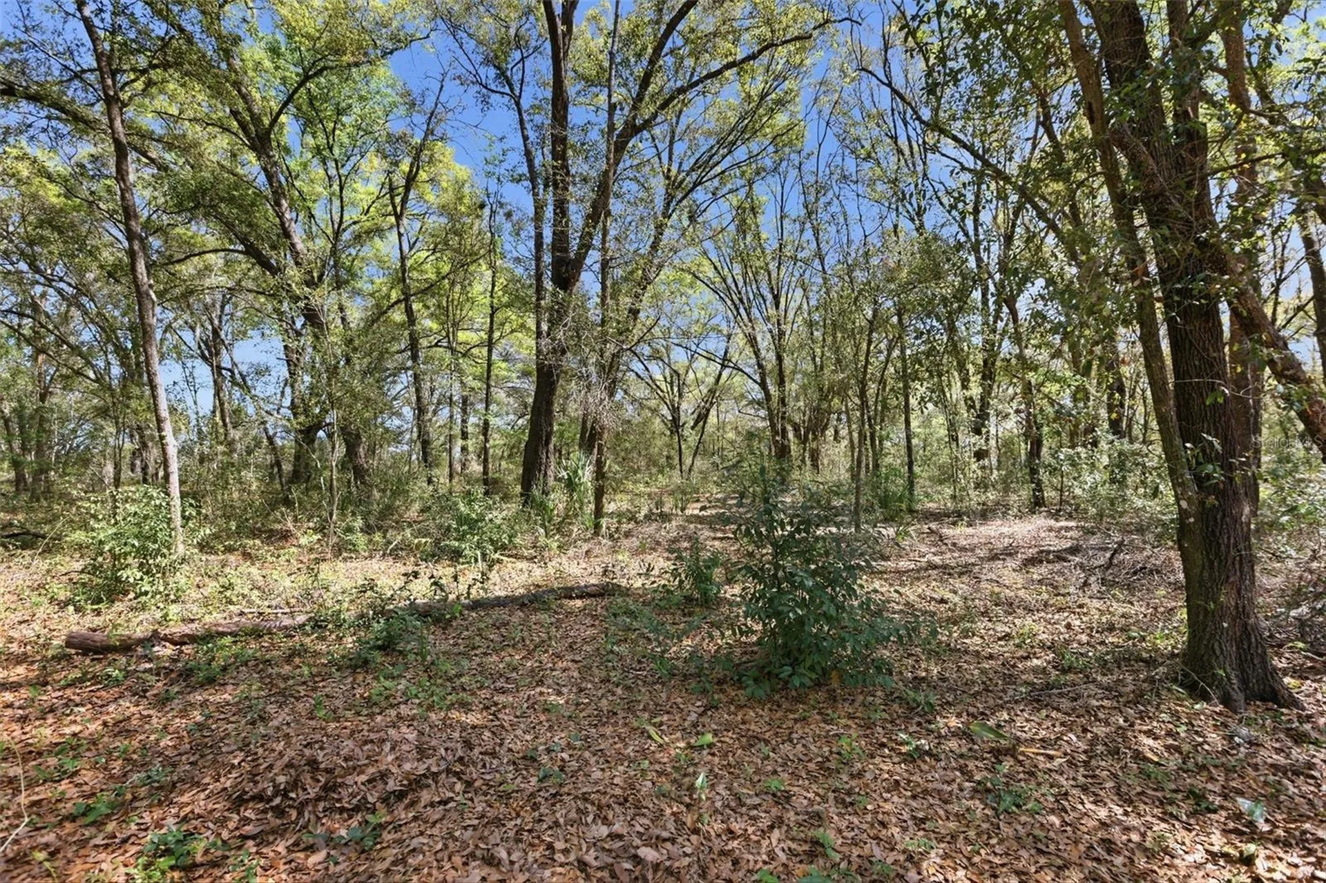 34534 Salerno Circle Sorrento FL 32776