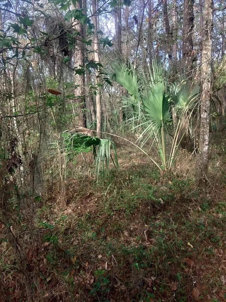18954 County Road 329 Micanopy FL 32667