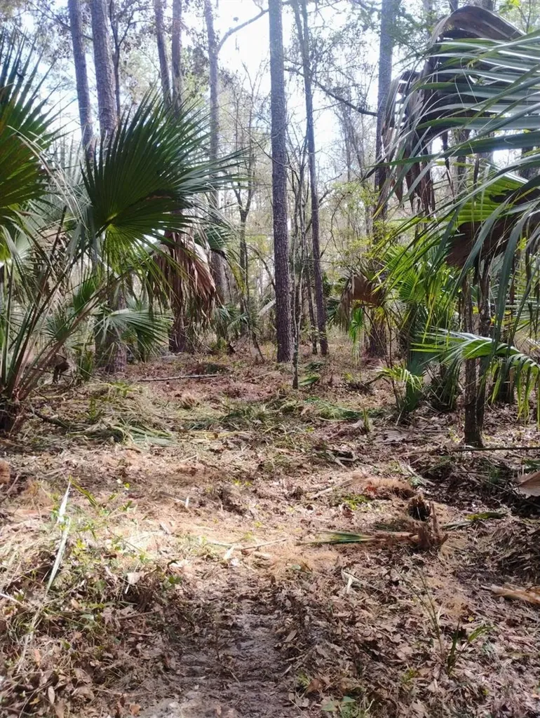 18954 County Road 329 Micanopy FL 32667