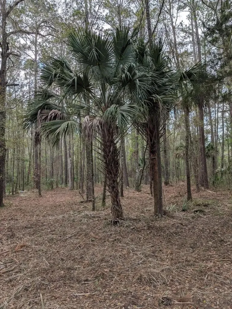 18954 County Road 329 Micanopy FL 32667