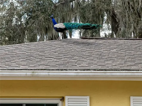 907 Hillside Terrace Brandon FL 33511