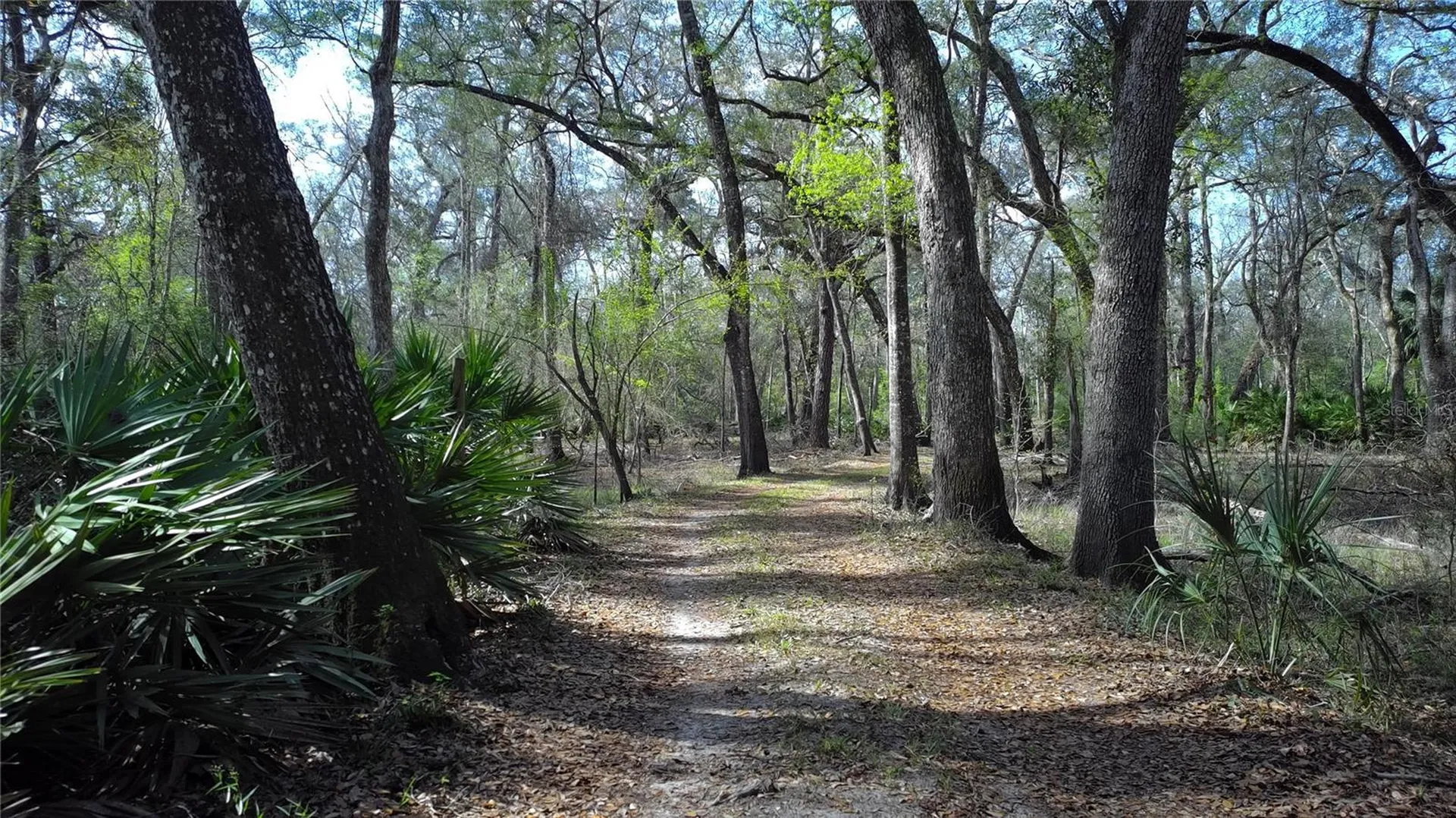 119 SE Dorthie Land Road Branford FL 32008