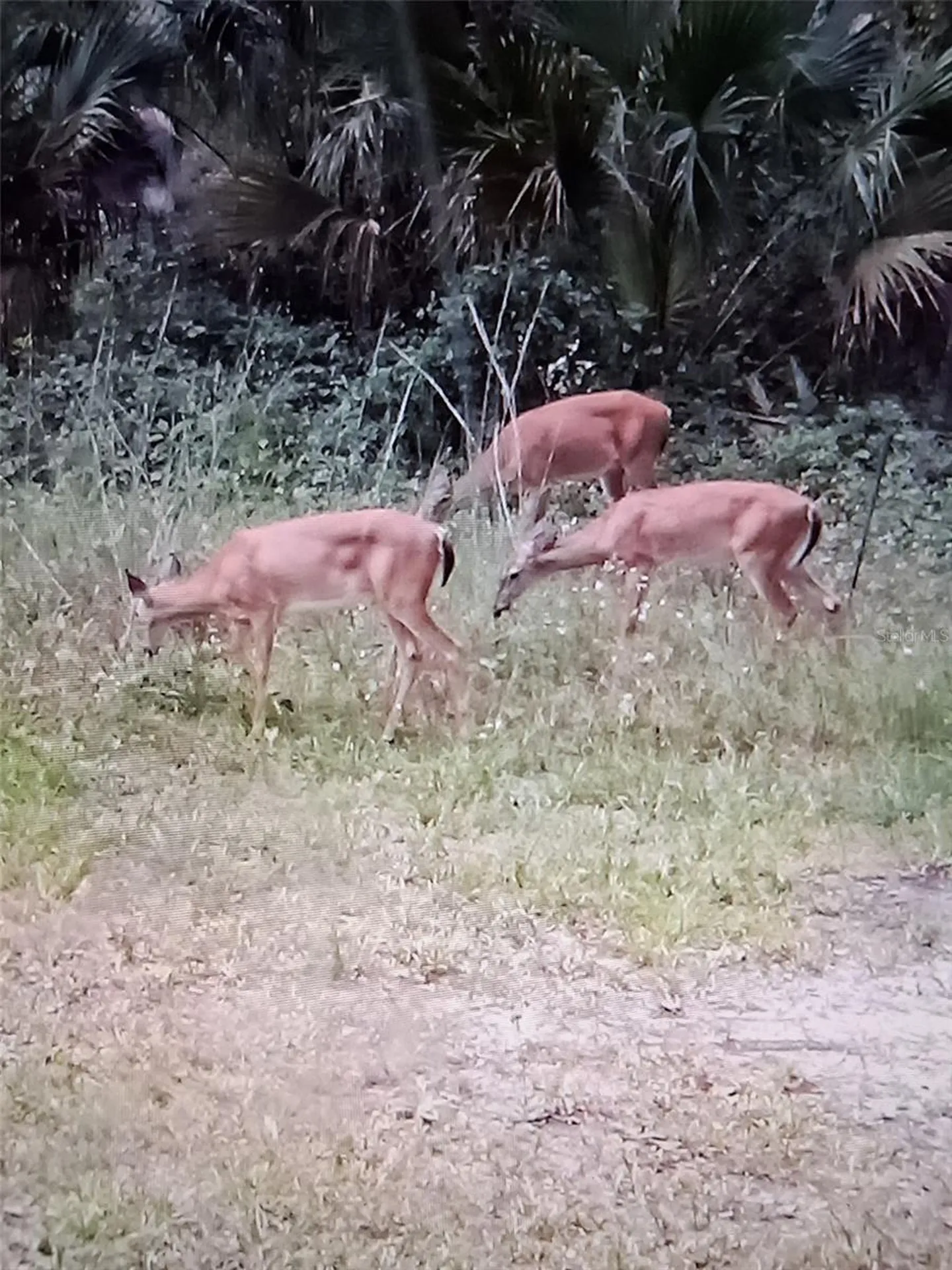 12503 Avery Road Thonotosassa FL 33592