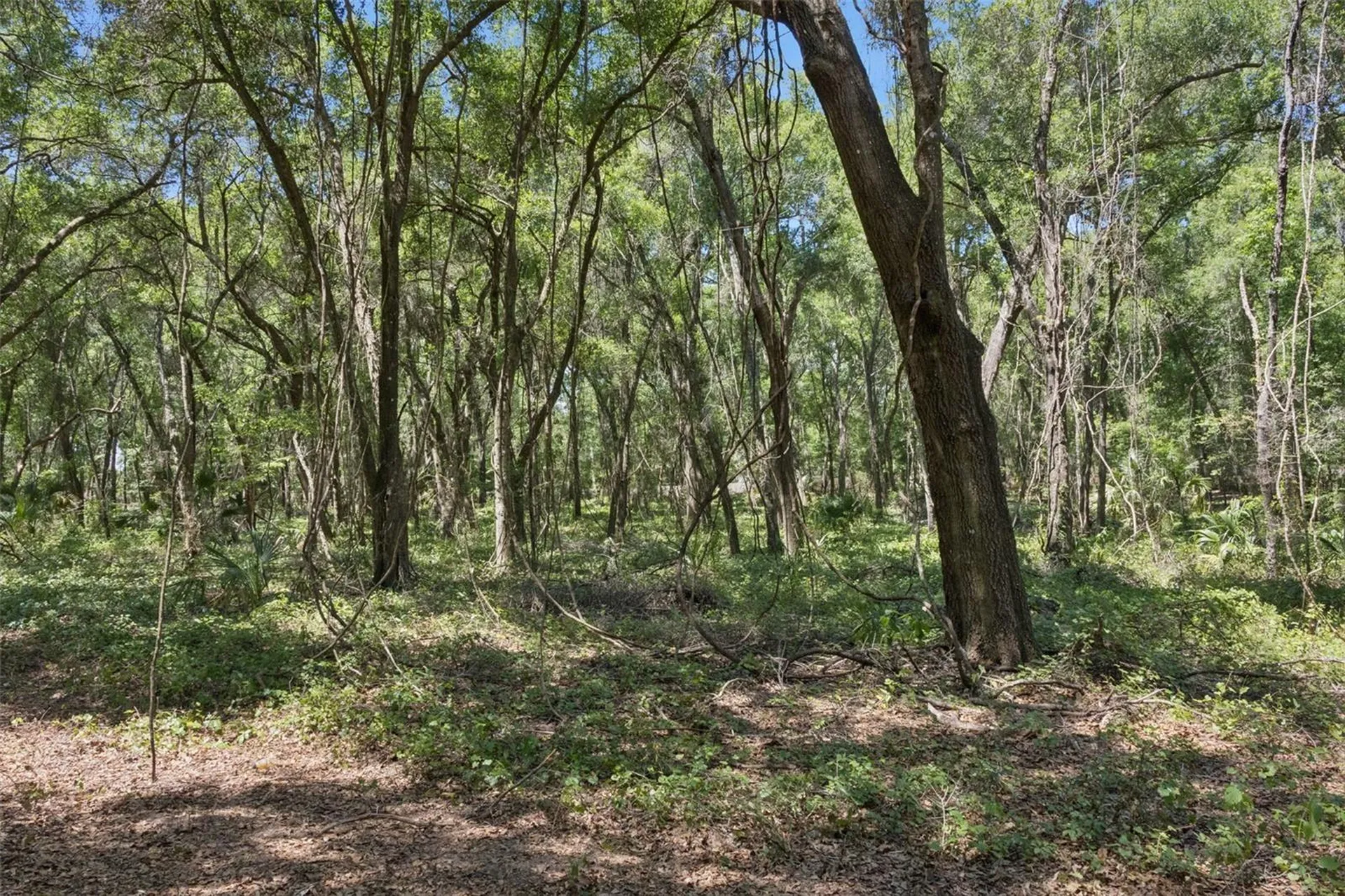 0000 Bertsville & Griffin View Road Lady Lake FL 32159