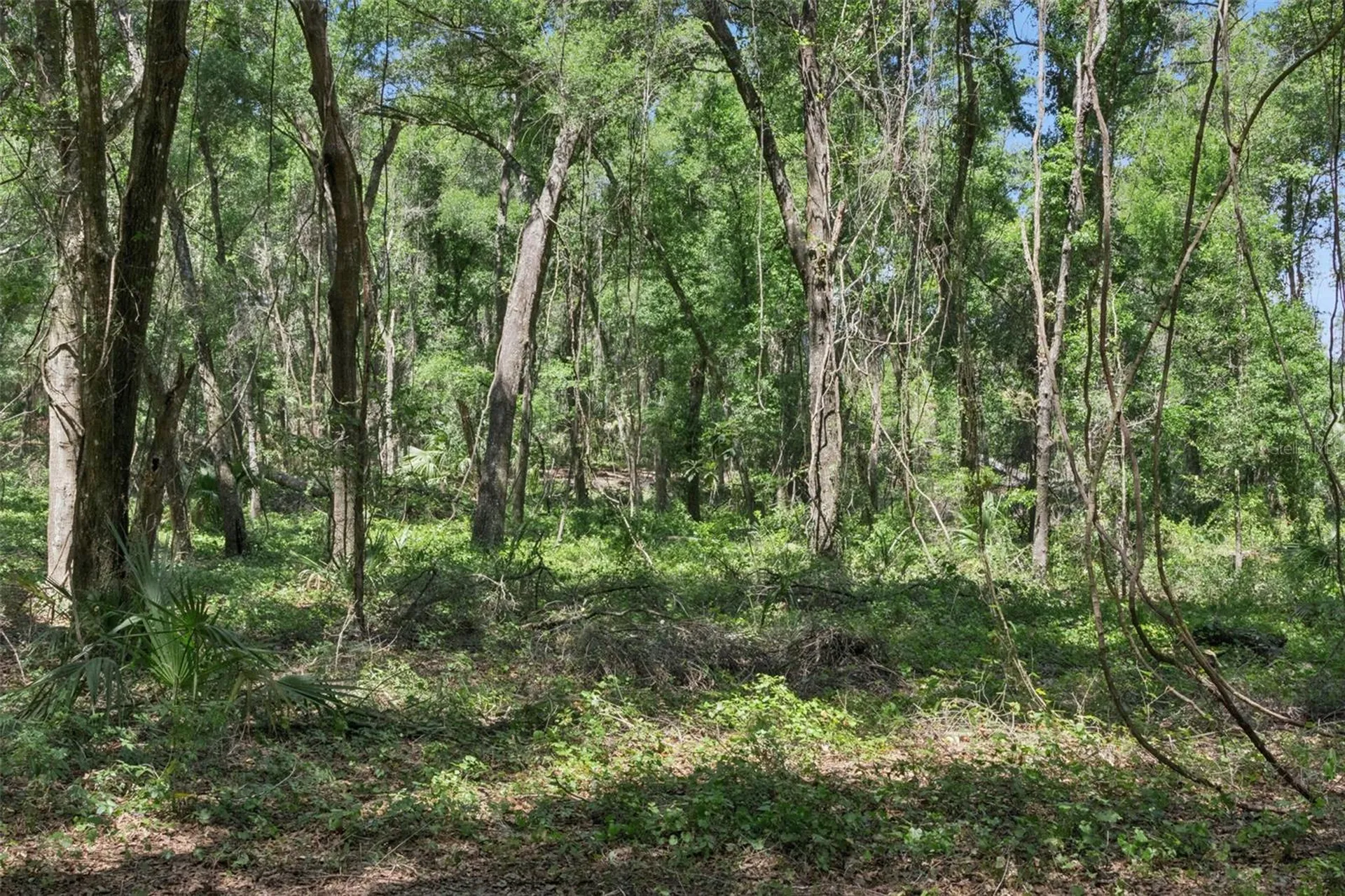 0000 Bertsville & Griffin View Road Lady Lake FL 32159
